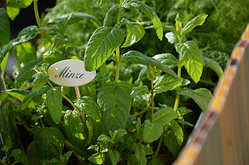 Food, Garden, Mint, Growing HD wallpaper