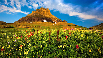 Montana National Park, Montana, USA, flowers, mountains, park HD wallpaper