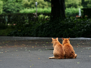 Animals, Cats, Sit, Couple, Pair HD wallpaper