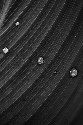 Water, Drops, Macro, Sheet, Leaf, Bw, Chb HD phone wallpaper