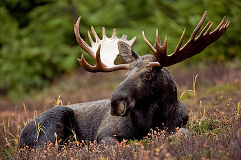 Elk (Animals), Sacred guardians, Mystical aura, Symbol of strength HD wallpaper