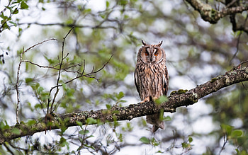 Great Horned Owl, animal, bird, owl, great horned HD wallpaper