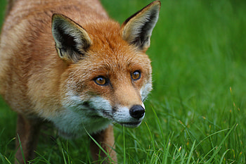 Animals, Fox, Predator, Animal, Redhead HD wallpaper