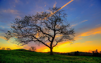 Nature, Grass, Sky, Sun, Shine, Light, Wood, Tree HD wallpaper