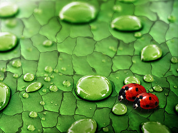 Ladybug in love, ladybug, love, green, red, drops HD wallpaper