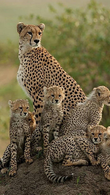 Cheetah, Hunter, King HD phone wallpaper