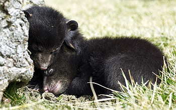 bear cubs, winter, animal, art, , animal Black, food, , fantasy, bear, love, snow, grizzly, fish, Brown bear, polar bear bear cub HD wallpaper