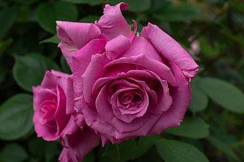 Roses, Bud, Flowers, Petals HD wallpaper