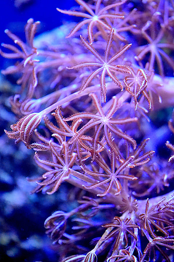 Protecting reefscapes, Coral reef alliance HD phone wallpaper