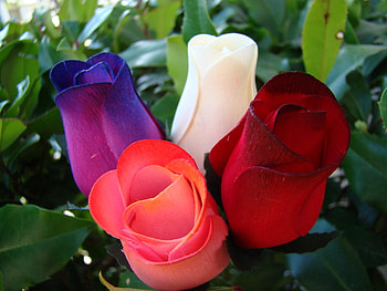 A variety of roses., gorgeous, outside, colorful, roses HD wallpaper