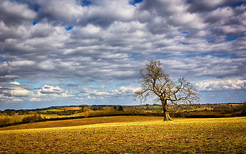 Landscape, Nature, Wood, Tree, Field HD wallpaper