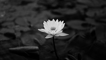 Black lotus HD wallpaper