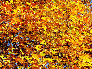 Plants, Trees, Autumn, Leaves HD wallpaper