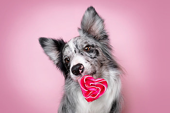 Muzzle, Border Collie, dog HD wallpaper