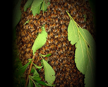 The Swarm 3, bee, swarm, graph, honey bee, insect HD wallpaper