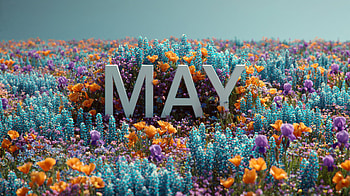 May, Flower Field, Wildflower HD wallpaper