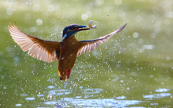 Kingfisher, animal, fish, bird HD wallpaper