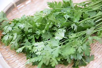 Chervil, 129 HD wallpaper