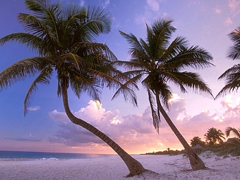 Nature, Sunset, Sky, Beach, Sand, Palms HD wallpaper