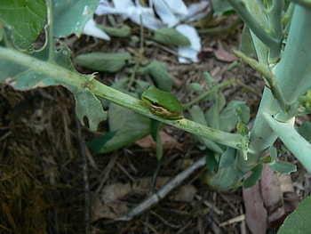 SEDGE FROG, garden, plant, veggies, frog HD wallpaper