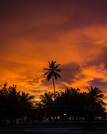 Nature, Sunset, Sky, Clouds, Palms, Tropics HD phone wallpaper