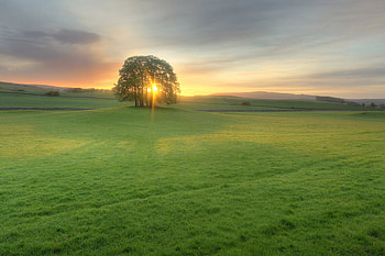 Meadow, Nature, Trees, Sunset, Sun, Shine, Light, Evening, Open Spaces, Expanse HD wallpaper