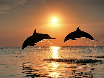 Animals, Sunset, Dolfins, Sea, Sun HD wallpaper