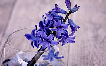 Hyacinth, Nature's beauty, Top hyacinth backgrounds HD wallpaper