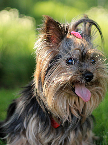Yorkshire Terrier, , Stmednet HD phone wallpaper