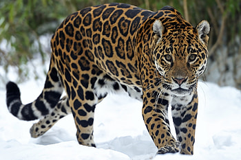 Animals, Winter, Cheetah, Snow, Muzzle, Predator, Stroll HD wallpaper