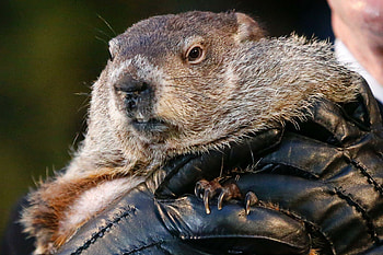 Groundhog Day 2018, Groundhog Day HD wallpaper