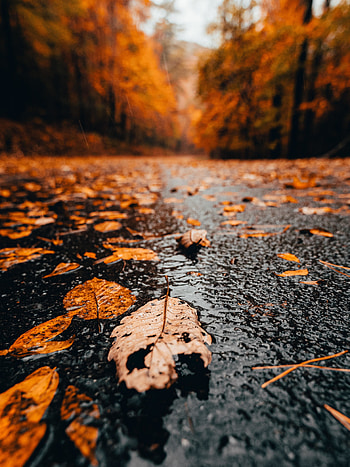 Close up, yellow dry leaves, autumn HD phone wallpaper
