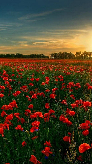 Field of flowers, Nature's tapestry, Serene beauty, Blossoming glory HD phone wallpaper