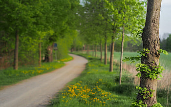 Nature, Leaves, Summer, Wood, Park, Tree, Path, Trail HD wallpaper