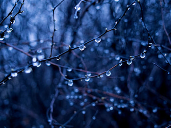 Rain Drops, Wet, Forest, Nature, Woods, Branches HD wallpaper