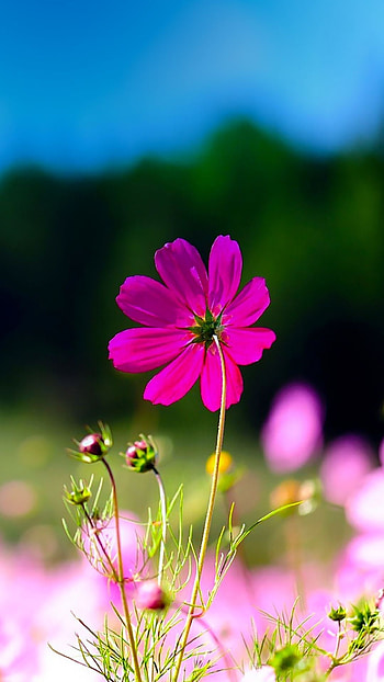 Pink Flower, Beautiful, Aesthetic HD phone wallpaper