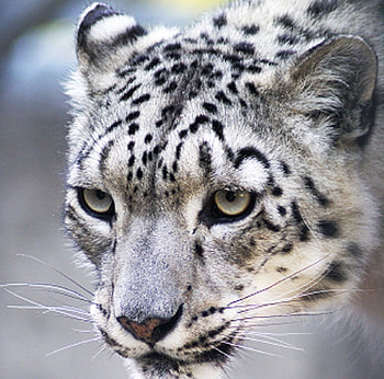 Lady Leopard, cat, feline, leopard, whiskers HD wallpaper