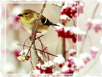 Winter Goldfinch F1, winter, animal, bird, art, avian, artwork, wildlife, painting, snow, goldfinch HD wallpaper
