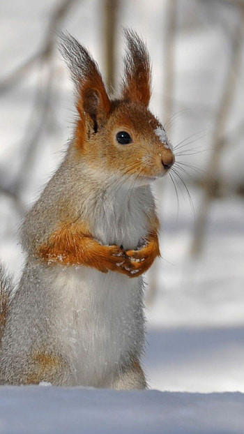Snowy tail squirrel, Winter animal scene HD phone wallpaper