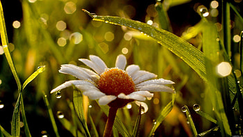 Grass, Camomile, Drops, Flower, Macro, Chamomile HD wallpaper