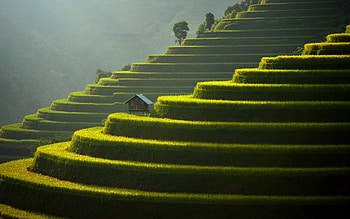 green terraces, tea growing, mountains, evening, sunset Xa Su Pan, Tinh Lao Cai, Mu Cang Chai, Vietnam HD wallpaper