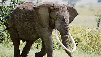 Animals, Trees, Grass, Stroll, Elephant HD wallpaper