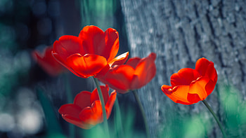 Colorful spring, Meadow, Tulips, Grass, Daisy HD wallpaper