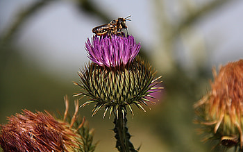 Flowers, Insects, Bees HD wallpaper