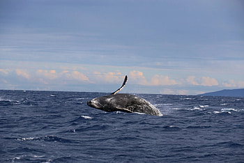 Blue Whale, Instagram's challenge, Pink whale, Replace HD wallpaper