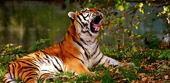 Animals, Predator, Big Cat, Tiger, Yawns HD wallpaper