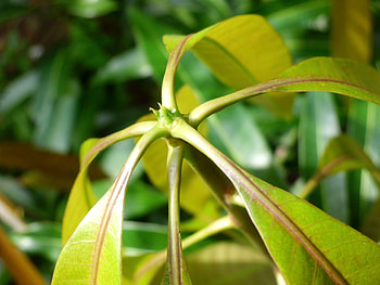 Flowers, Plant, Macro, Sheet, Leaf, Form HD wallpaper