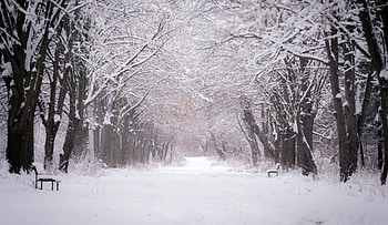 Winter, nature, snow, tre HD wallpaper