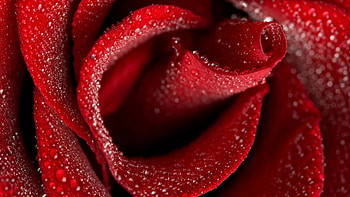 Macro Rose, Macro, Droplets, Red, Rose HD wallpaper