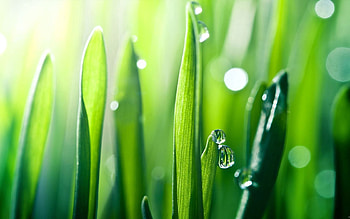 Grass, Drops, Macro, Blur, Smooth, Dew HD wallpaper